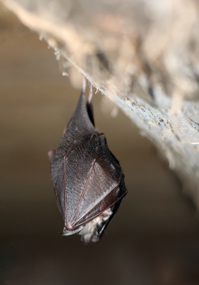 Bat Torpor